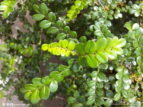 胡椒木花語|【胡椒木花語】【胡椒木花語】點燃心中的能量，啟迪堅定決心